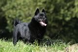 SCHIPPERKE 665